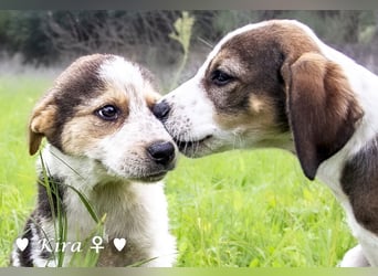 Katie, Kira und Kris suchen ein Zuhause