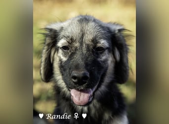 Welpe Randie und ihre Geschwister suchen ein Zuhause