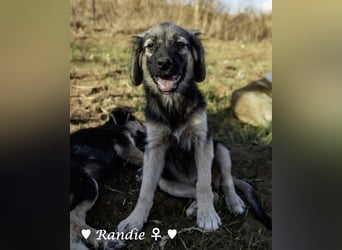Welpe Randie und ihre Geschwister suchen ein Zuhause