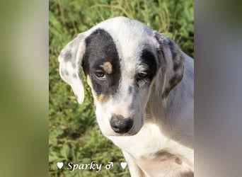 Sparky  sucht ein Zuhause