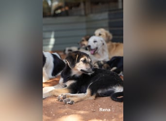 Welpe Randie und ihre Geschwister suchen ein Zuhause