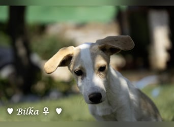 Update: Mischlingswelpen Bado, Bizou, Bilka  und Biala suchen ein Zuhause