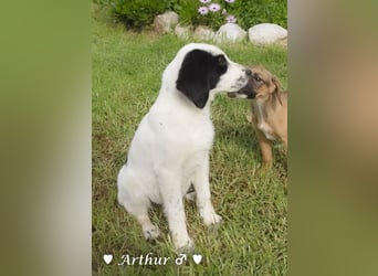 Arthur  und Argos  suchen ab Mitte November ein Zuhause