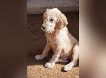 Willie, Wilma und Summer suchen ein Zuhause