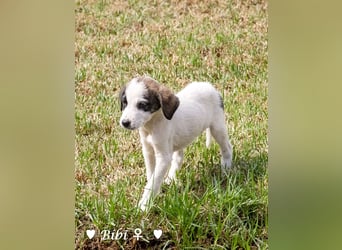 Barney, Bella, Bibi und Bina suchen ab Mitte November ein Zuhause
