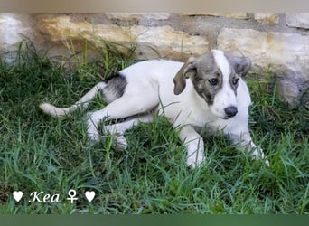 Kea  und Kay auf der Suche nach ihrer Familie