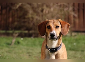 Verschmuste Familienhündin Nellie sucht ihr Zuhause - In der Südpfalz zu besuchen