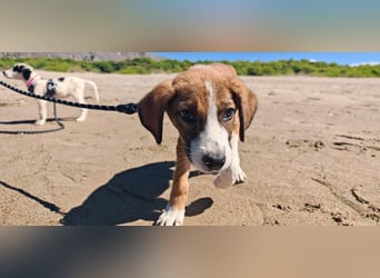 Der kleine Marlon sucht ein Zuhause (zur Pflege in SH)
