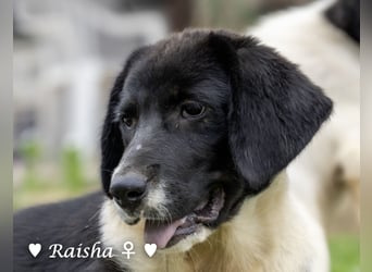 Ramon, Ralf, Randy, Ray und Raischa suchen ein Zuhause