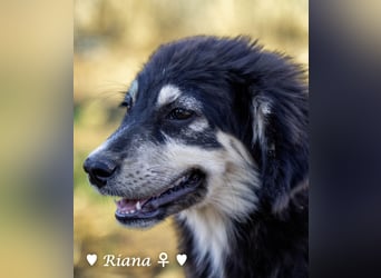 Welpe Randie und ihre Geschwister suchen ein Zuhause