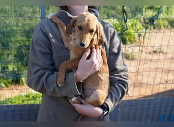Elias, Evi, Elli und Eros suchen ab Ende März ein Zuhause