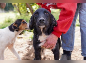 Darios, Dakis und Damon suchen ein Zuhause