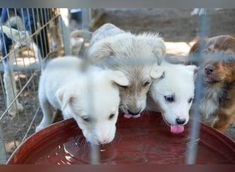 Unsere süßen Schneeflocken suchen ein Zuhause