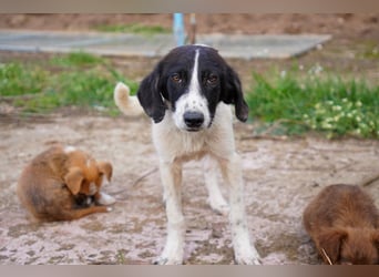 Darios, Dakis und Damon suchen ein Zuhause