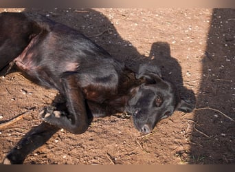 Doros, Dinos, Deri und Dex  suchen ein Zuhause