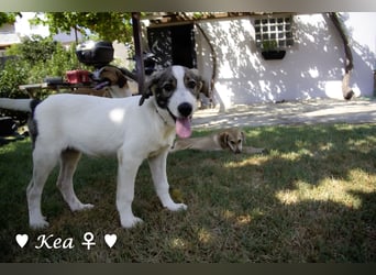 Kea  und Kay auf der Suche nach ihrer Familie