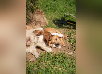 Gaia und Gino suchen ein Zuhause