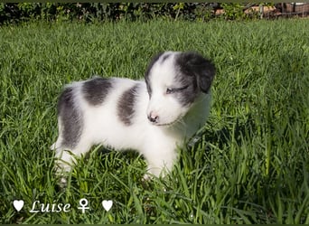 Luise, Luigi, Lucio und Peppito suchen ein Zuhause