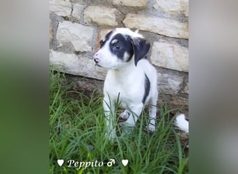 Peppito sucht ein Zuhause