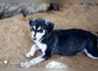 Kelly, Lucky und Brisco suchen ein Zuhause