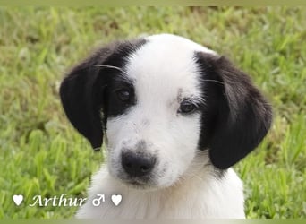 Arthur  und Argos  suchen ab Mitte November ein Zuhause