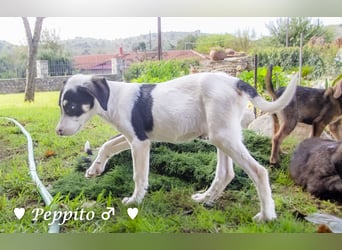 Update: Peppito  sucht ein Zuhause