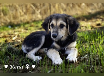 Welpe Randie und ihre Geschwister suchen ein Zuhause