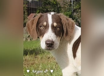 Arthur  und Argos  suchen ab Mitte November ein Zuhause