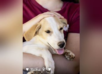Update: Mischlingswelpen Bado, Bizou, Bilka  und Biala suchen ein Zuhause