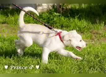Peppito  und Prince  suchen ein Zuhause Peppito  und Prince  suchen ein Zuhause