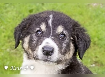 Katie, Kira und Kris suchen ein Zuhause