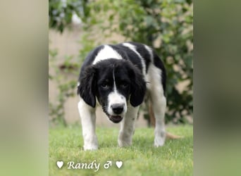 Ramon, Ralf, Randy, Ray und Raischa suchen ein Zuhause