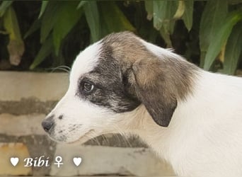 Update: Bibi  sucht ab Mitte November ein Zuhause