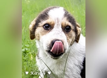 Katie, Kira und Kris suchen ein Zuhause