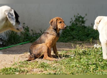 Gaia und Gino suchen ein Zuhause