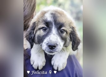 Felicita, Felix, Flori, Fanny, Frida und Fine suchen ab Ende Dezember ein Zuhause