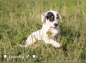 Sparky  sucht ein Zuhause