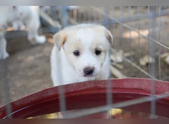 Unsere süßen Schneeflocken suchen ein Zuhause