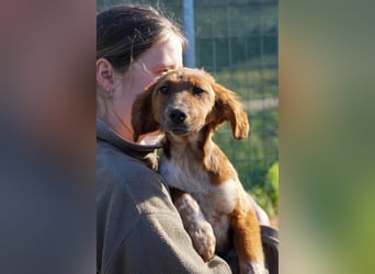Elias, Evi, Elli und Eros suchen ab Ende März ein Zuhause
