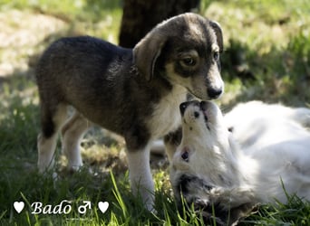 Baci, Bado und Bilka suchen ab 1.8. ein Zuhause