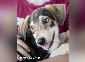 Update: Mischlingswelpen Bado, Bizou, Bilka  und Biala suchen ein Zuhause