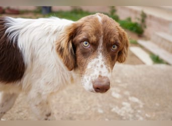 Darios sucht ein Zuhause