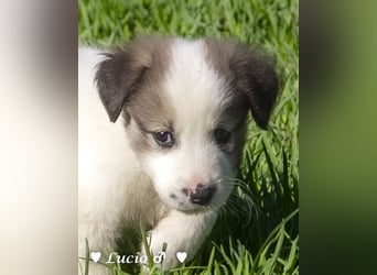 Luise, Luigi, Lucio und Peppito suchen ein Zuhause