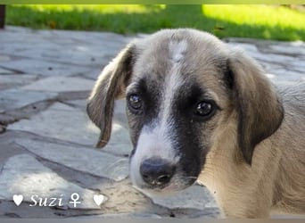 Suzi und Smila   suchen ein Zuhause
