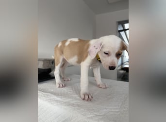 Im Westerwald zu besuchen: Zehn kleine Leben suchen ihr Für-immer-Zuhause