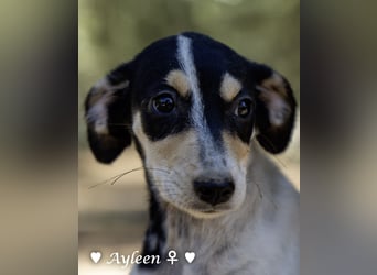 Axel und Ayleen suchen ein Zuhause