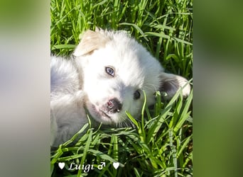 Luise, Luigi, Lucio und Peppito suchen ein Zuhause