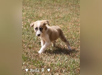 Barney, Bella, Bibi und Bina suchen ab Mitte November ein Zuhause