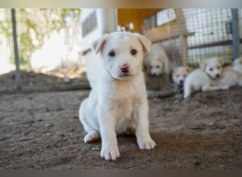 Unsere süßen Schneeflocken suchen ein Zuhause
