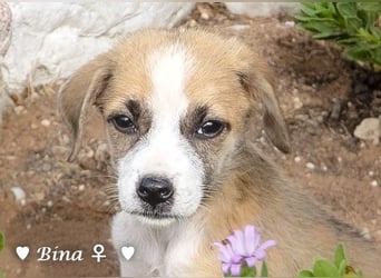 Barney, Bella, Bibi und Bina suchen ab Mitte November ein Zuhause
